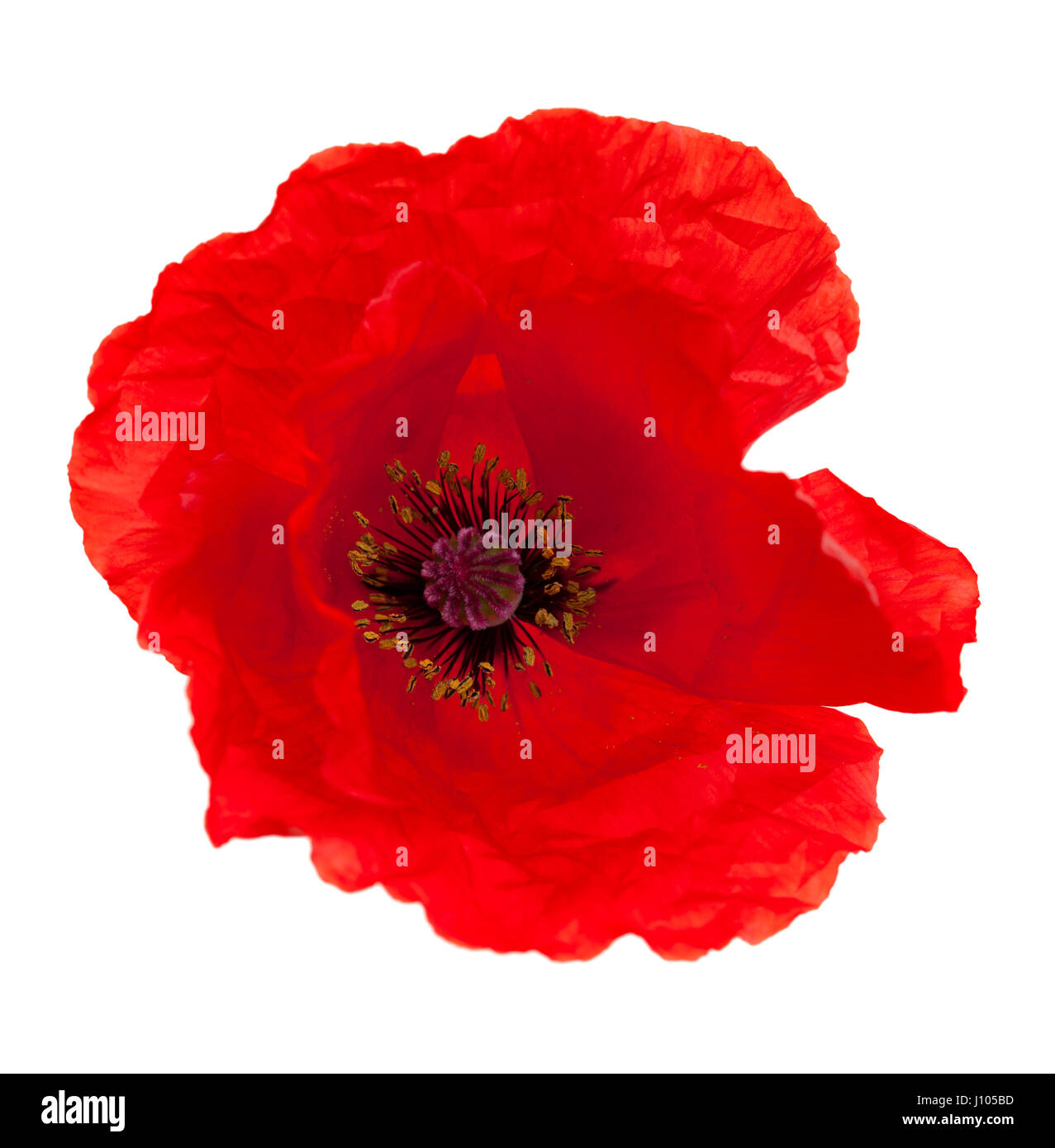bright red poppy flower isolated on white background Stock Photo - Alamy