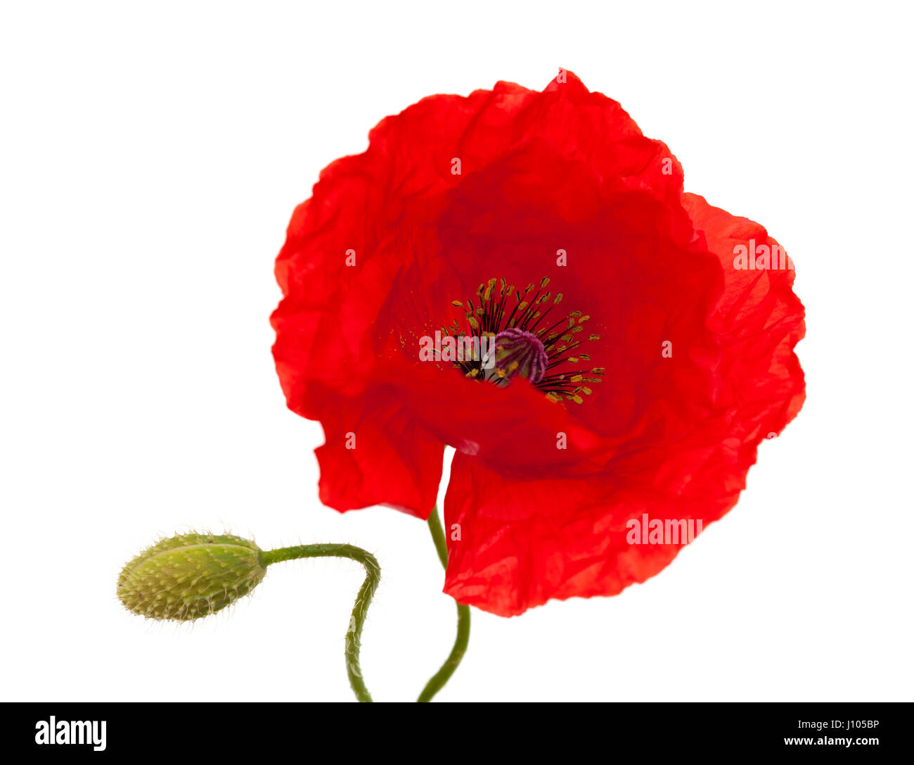 bright red poppy flower isolated on white background Stock Photo - Alamy