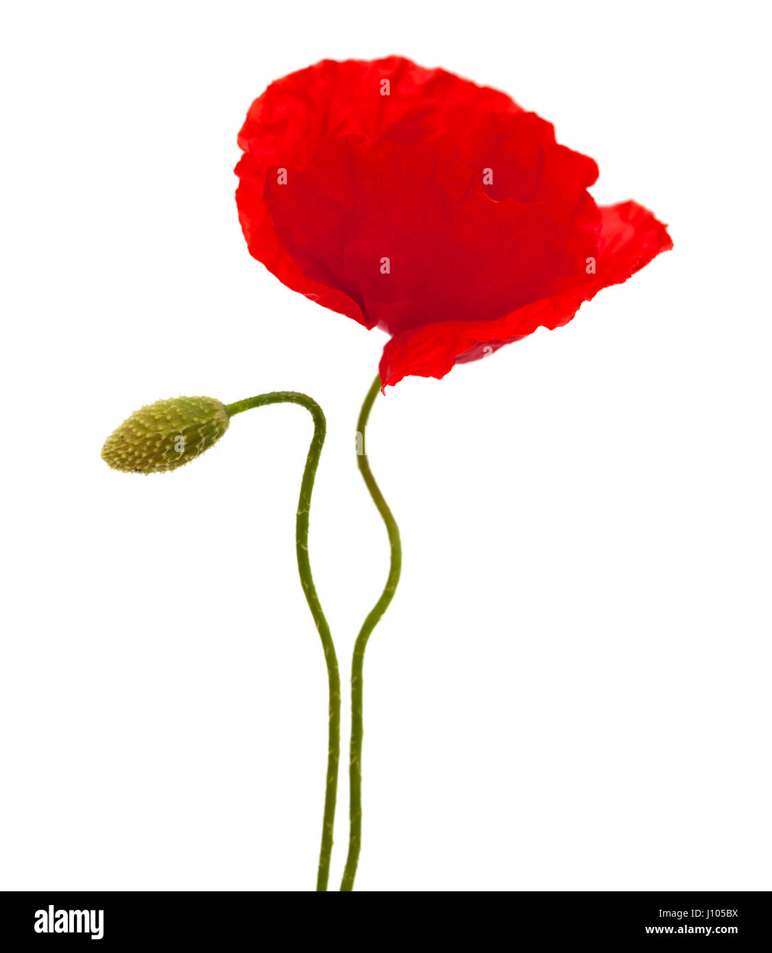 bright red poppy flower isolated on white background Stock Photo - Alamy