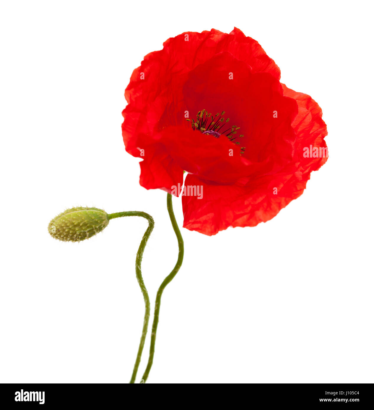 bright red poppy flower isolated on white background Stock Photo - Alamy