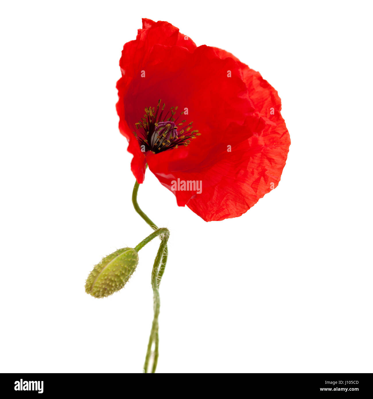 bright red poppy flower isolated on white background Stock Photo - Alamy