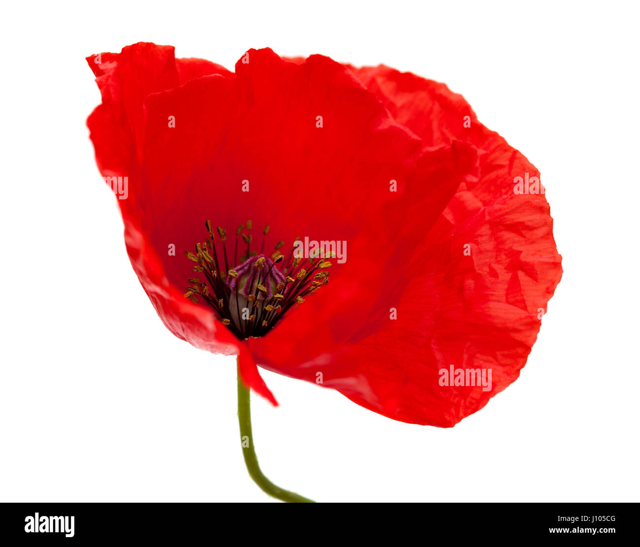 bright red poppy flower isolated on white background Stock Photo Alamy