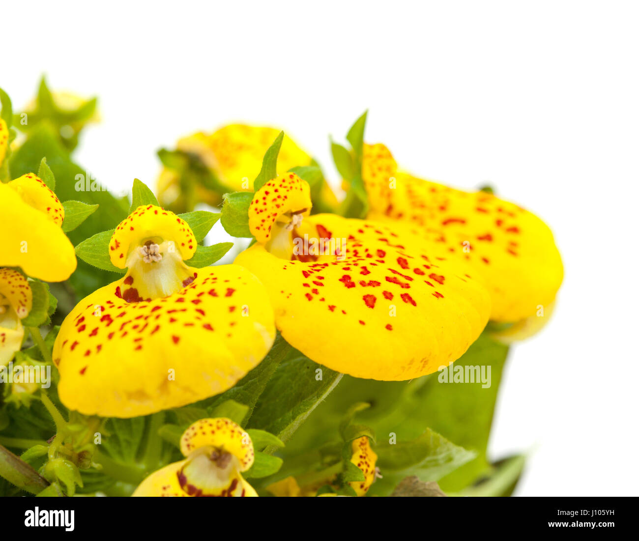 yellow Calceolaria plant  isolated on white background Stock Photo
