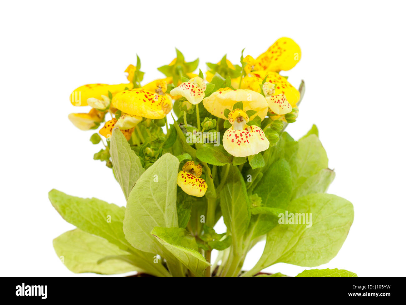 yellow Calceolaria plant  isolated on white background Stock Photo
