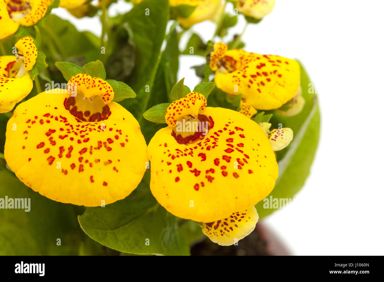 yellow Calceolaria plant  isolated on white background Stock Photo