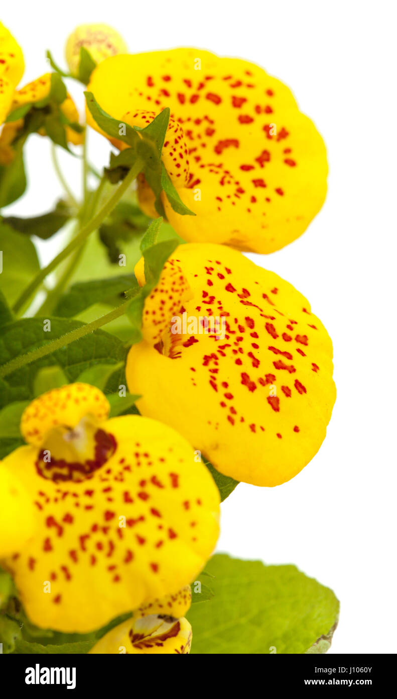 yellow Calceolaria plant  isolated on white background Stock Photo