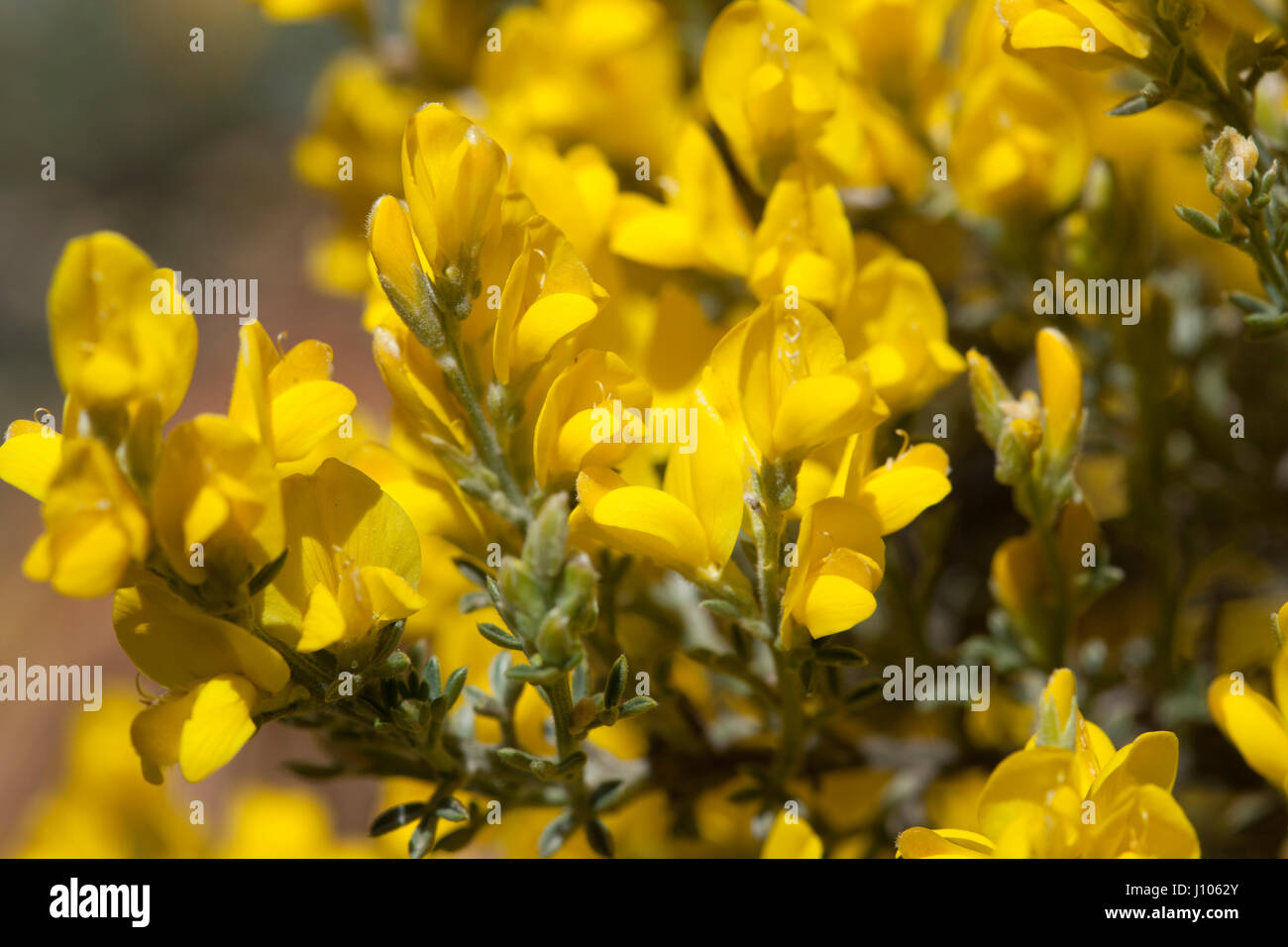 flora of Gran Canaria - Genista microphylla, locally called yellow broom or mountain broom, endemic of Gran Canaria Stock Photo