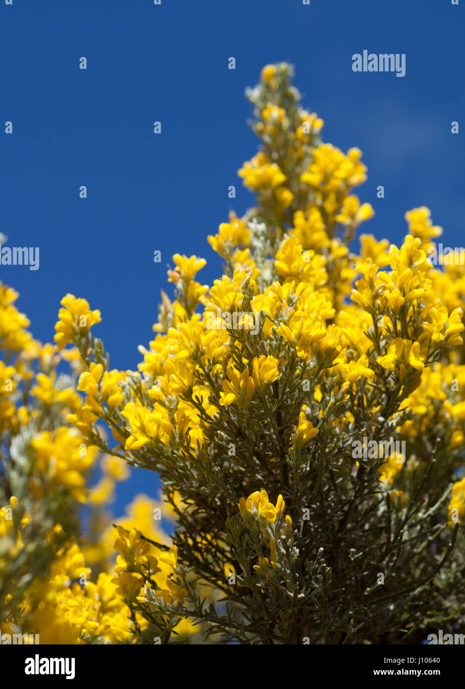 flora of Gran Canaria - Genista microphylla, locally called yellow broom or mountain broom, endemic of Gran Canaria Stock Photo