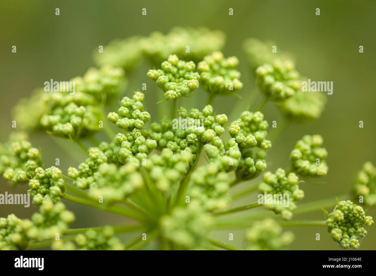 flora of Gra Canaria - buds of Todaroa montana, plant in celery, carrot or parsley family Stock Photo