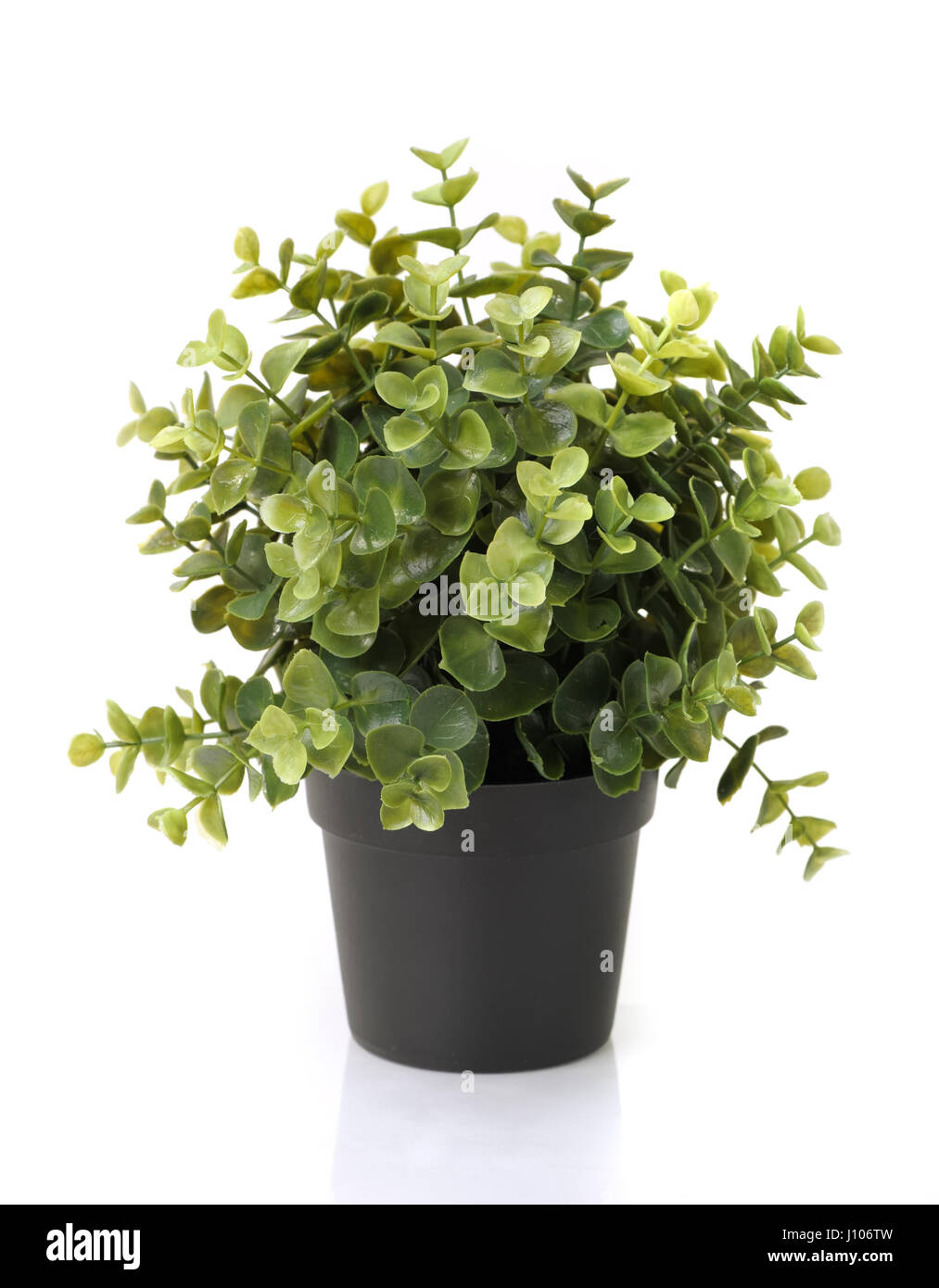 Home plant in pot isolated on white background Stock Photo - Alamy