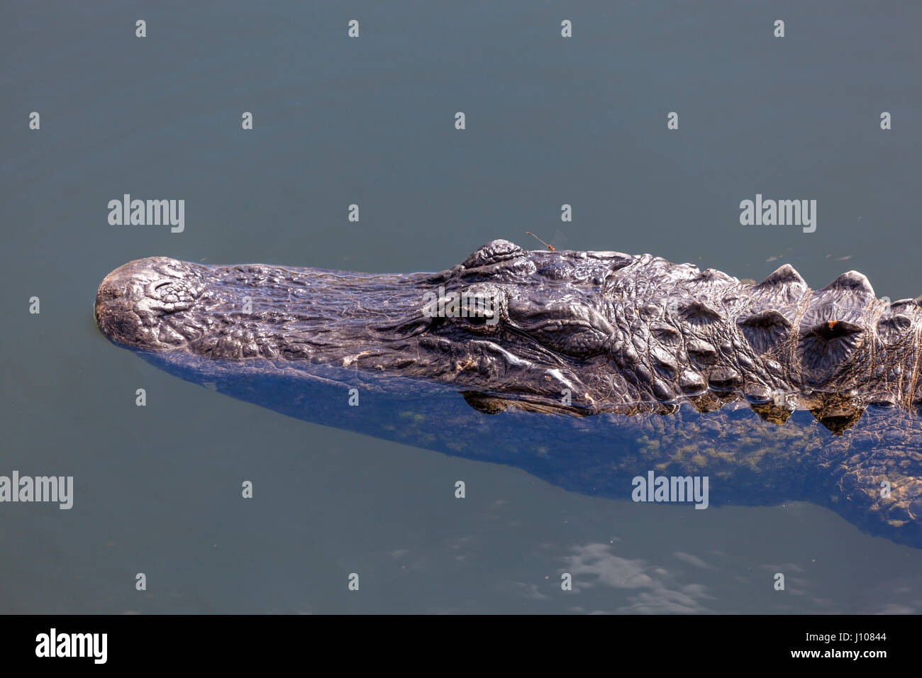 Big american alligator in the Everglades National Park. Florida, United States Stock Photo