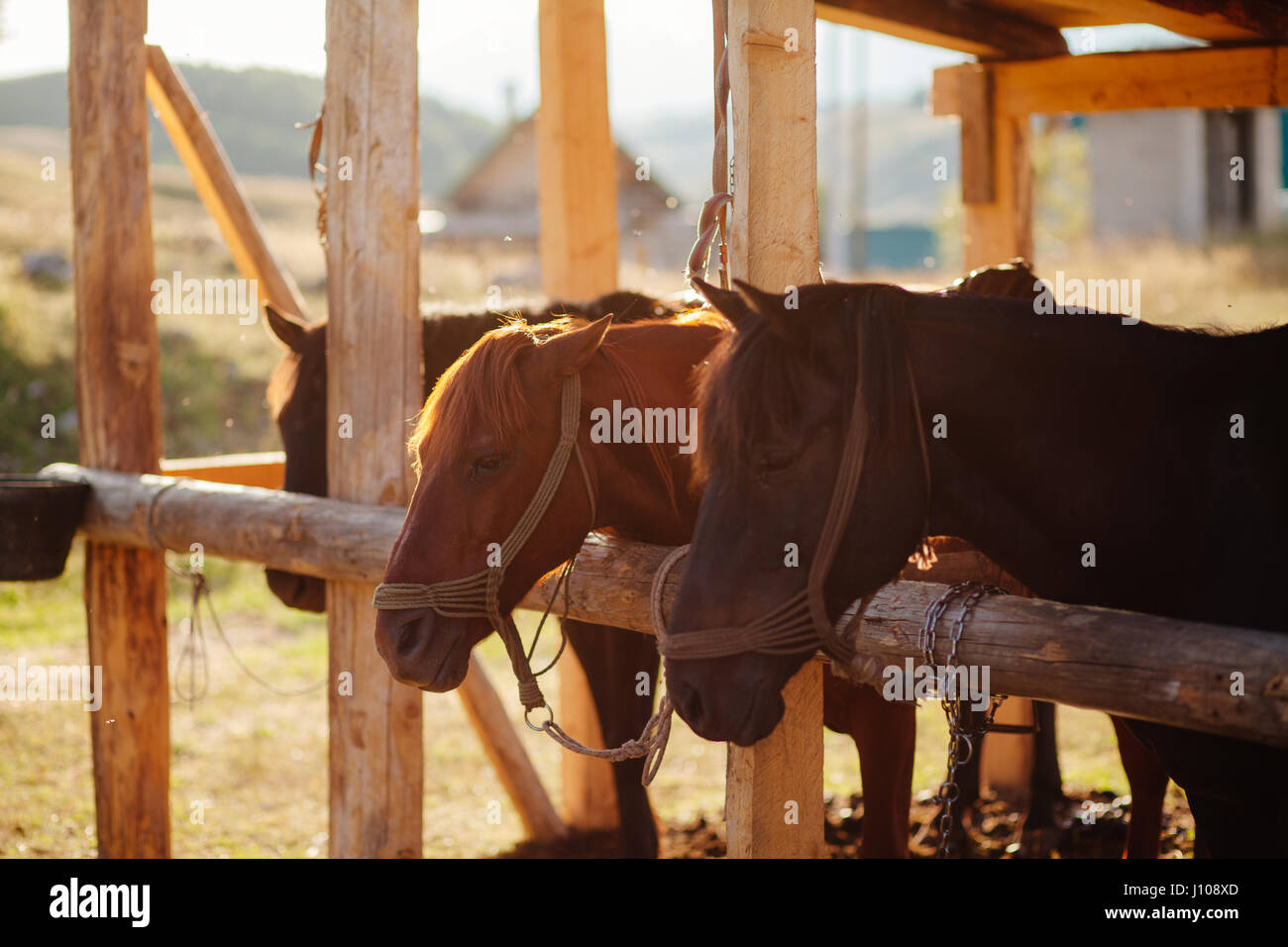 beautiful horses in stall. Stall outside Stock Photo Alamy