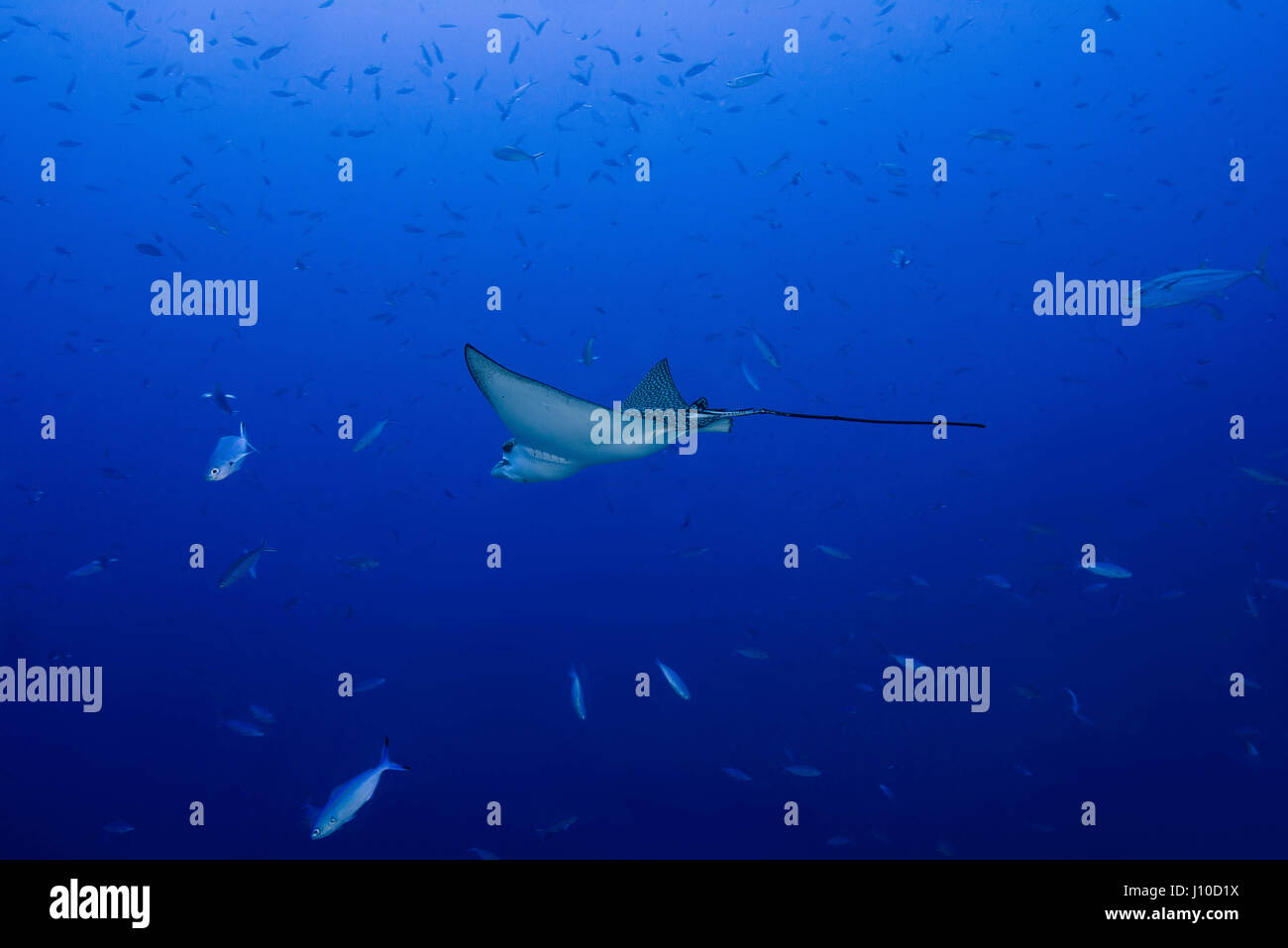 Spotted duckbill ray hi-res stock photography and images - Alamy
