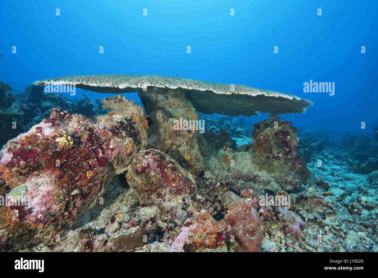 March 21, 2017 - Indian Ocean, Malaysia - Table coral (Acropora sp.) Indian Ocean, Maldive (Credit Image: © Andrey Nekrasov/ZUMA Wire/ZUMAPRESS.com) Stock Photo