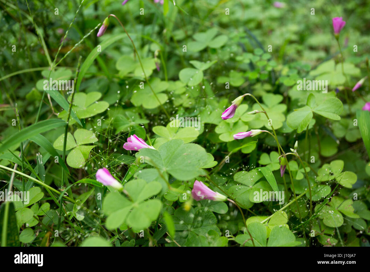 Pink wood sorrel (Oxalis articulata) flowers close up during cloudy day