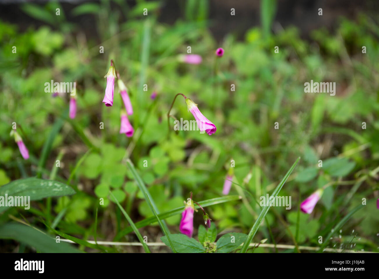 Pink wood sorrel (Oxalis articulata) flowers close up during cloudy day
