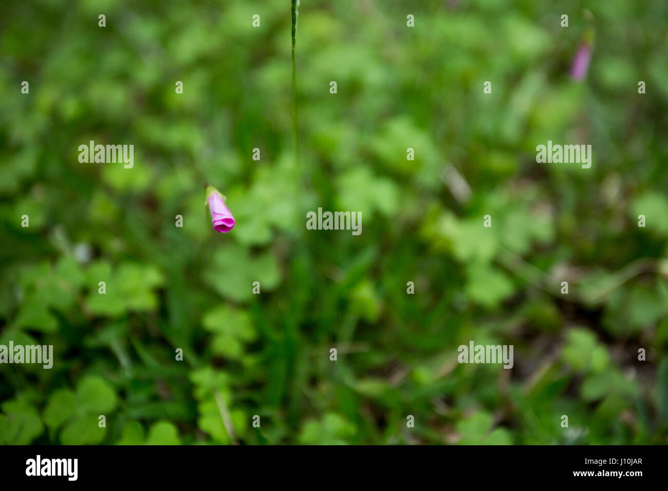 Pink wood sorrel (Oxalis articulata) flowers close up during cloudy day
