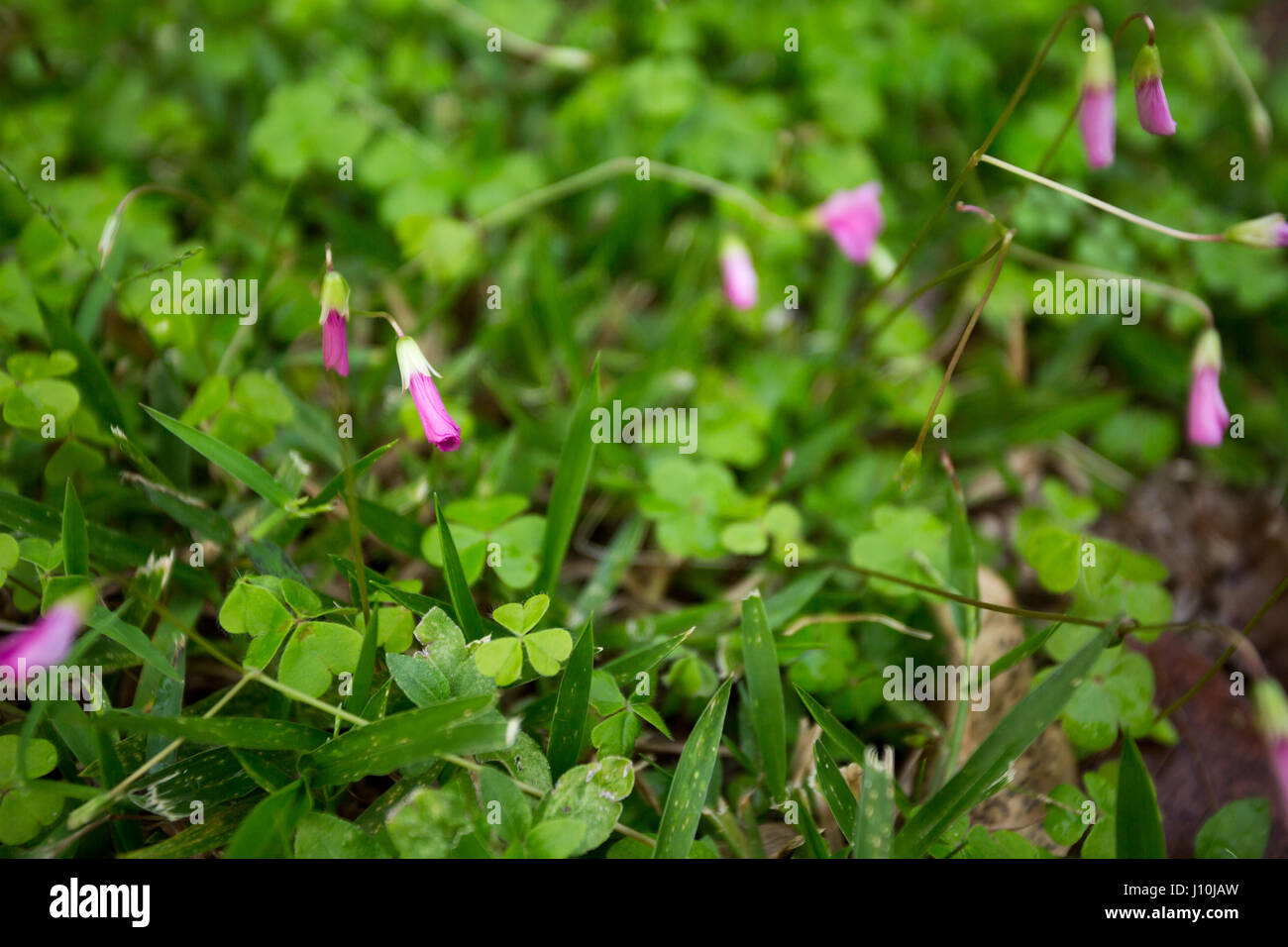 Pink Wood Sorrel Oxalis Articulata Flowers Close Up During Cloudy Day In Asuncion Paraguay Pink Wood Sorrel Both Flowers And Leaves Have The Ability To Respond With Movements Known As Nyctinastic Movements Pink Wood Sorrel Oxalis Articulata Flowers Close Up During Cloudy Day In Asuncion Paraguay Pink Wood Sorrel Both Flowers And Leaves Have The Ability To Respond With Movements Known As Nyctinastic Movements