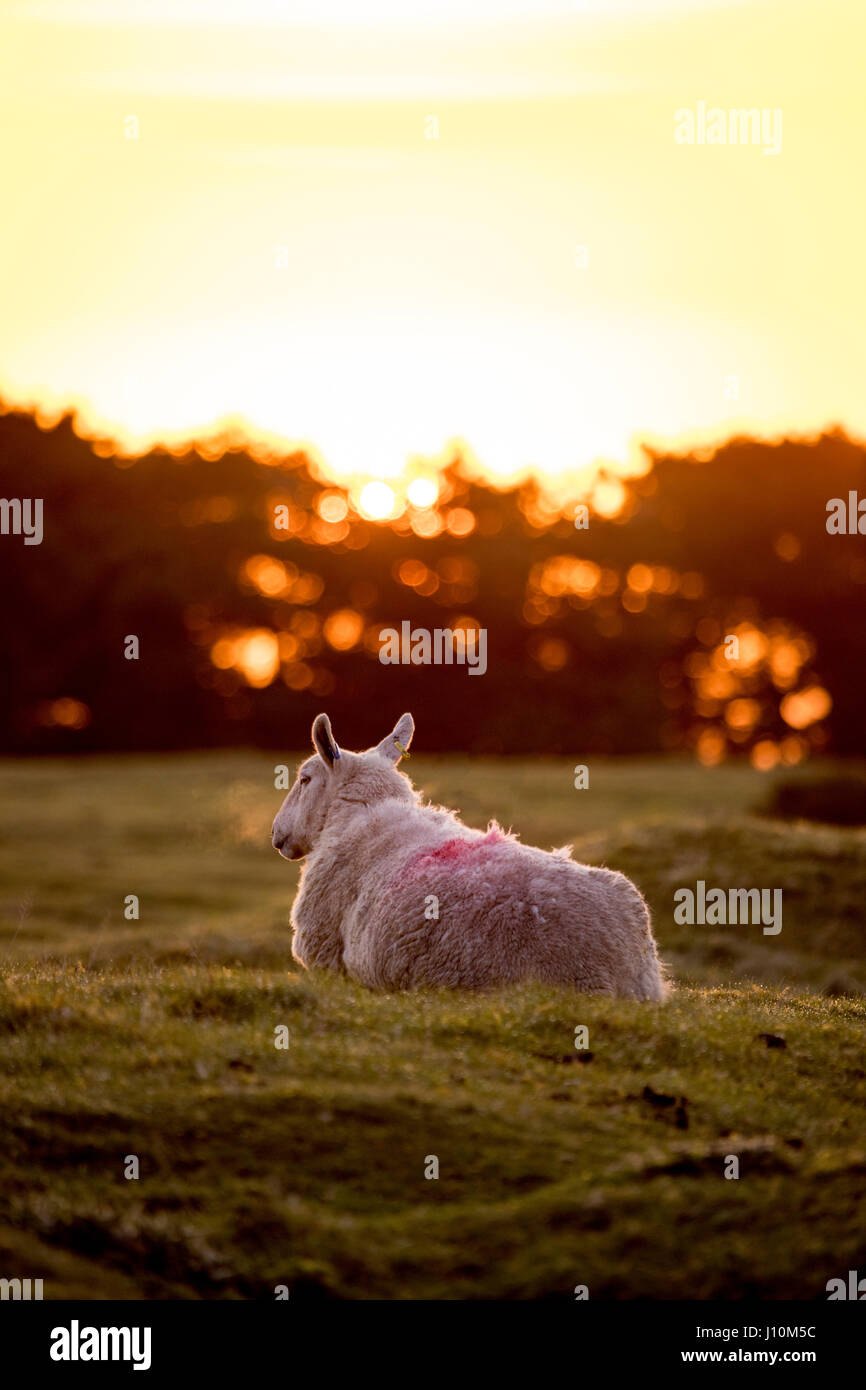 A sheep at dawn in summer with visible breath being exhaled due to cold temperatures on Halkyn  mountain in Flintshire during a summer sunrise Stock Photo