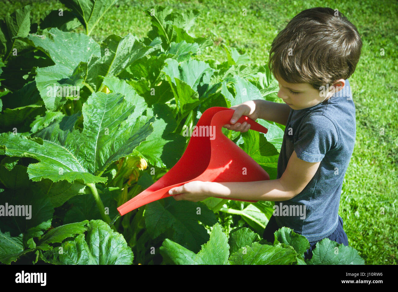 Little child watering vegetables in the garden Stock Photo Alamy