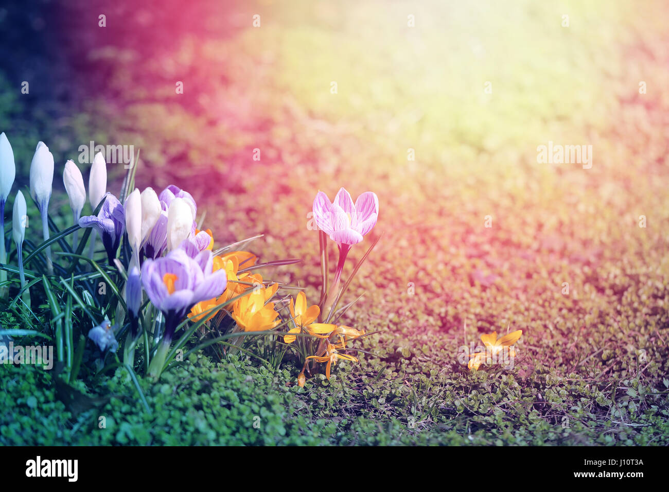 Beautiful first spring flowers crocuses photograph closeup Stock Photo