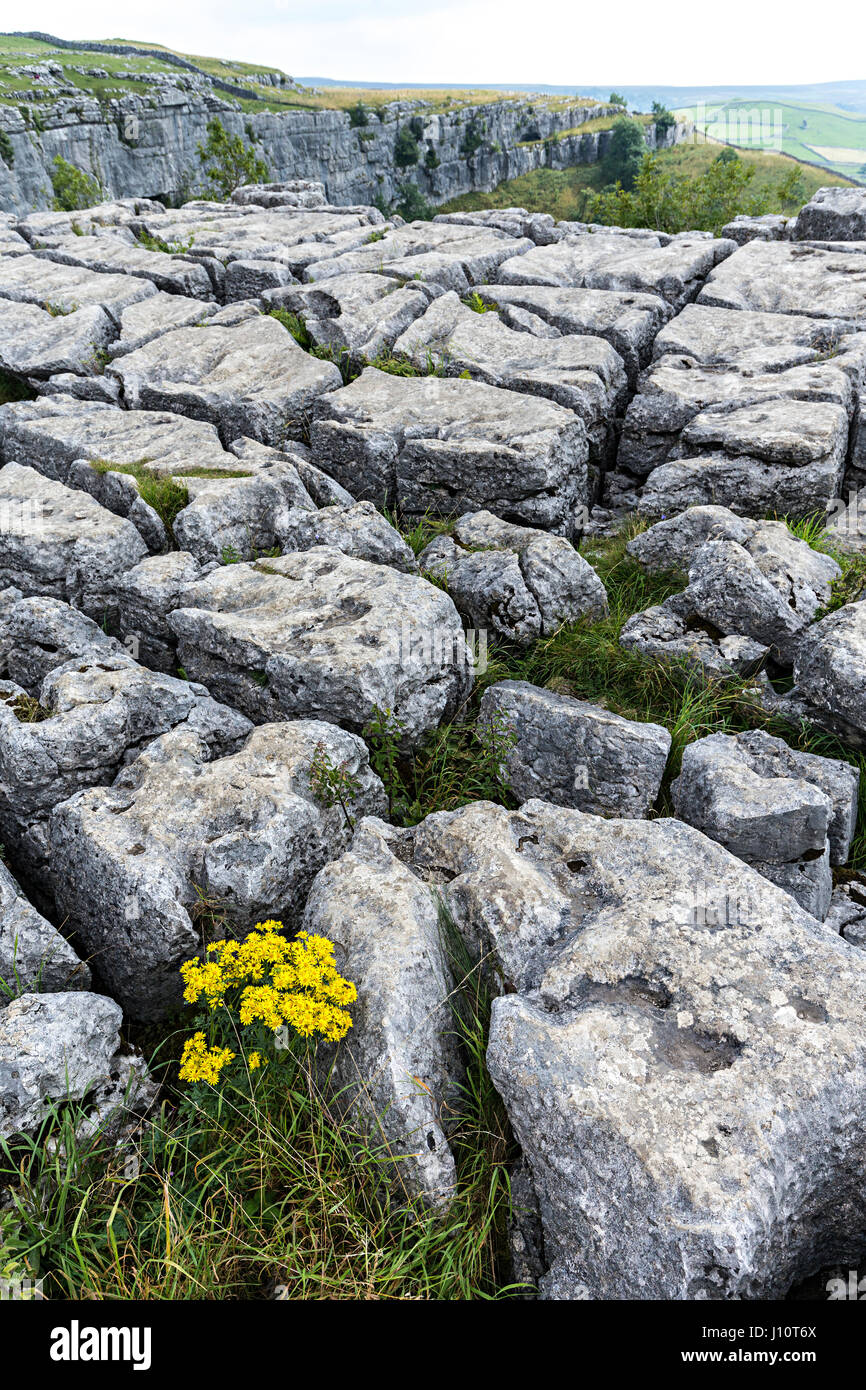 Flower in clints and grykes on the top of Malham Cove limestone