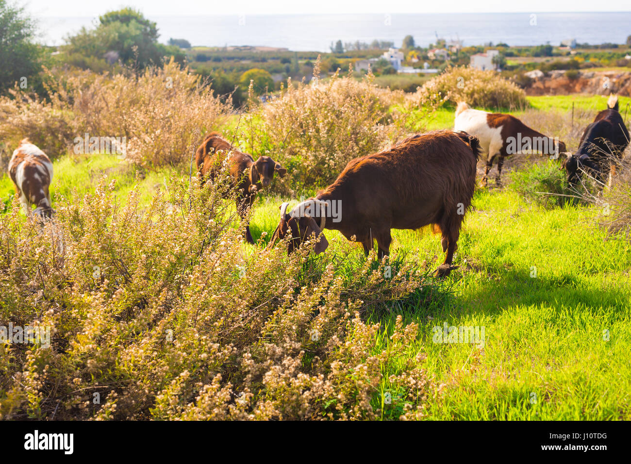 sheeps in nature green meadow Stock Photo - Alamy