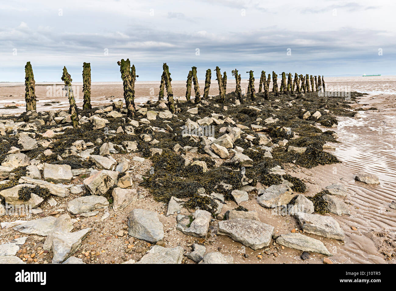 Eroded rotting wood from old pilings perhaps used for fish salmon and elver pucher traps at Goldcliff on the Gwent Levels, Wales, UK Stock Photo