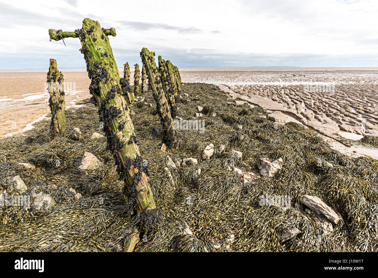 Eroded rotting wood from old pilings at Goldcliff on the Gwent Levels, Wales, UK Stock Photo