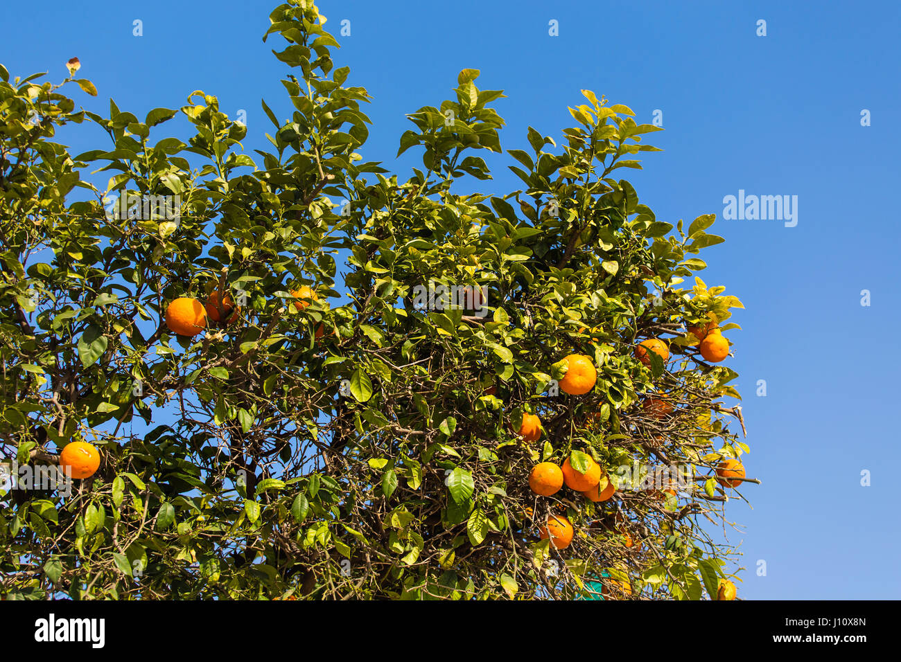orange trees plantations Stock Photo Alamy