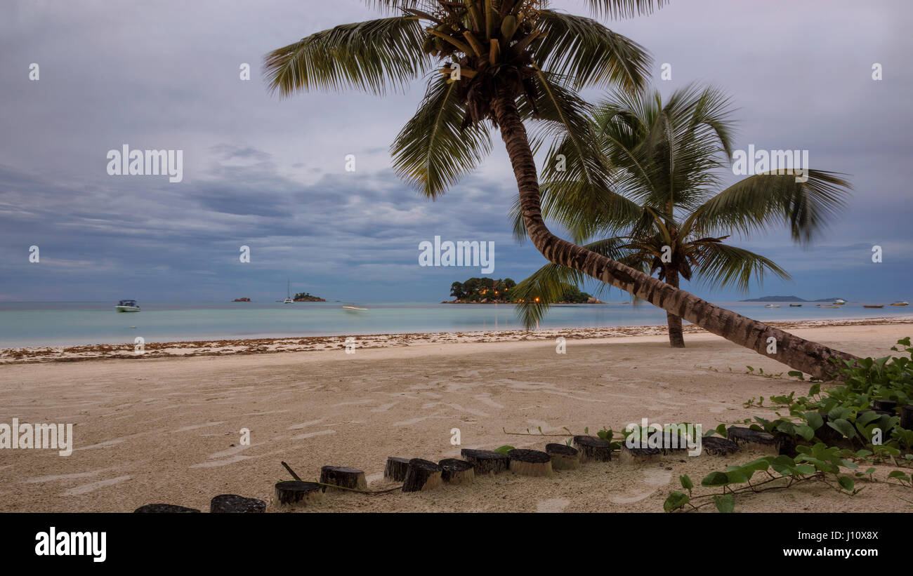 Palm trees on the beach after sunset at Seychelles, Praslin island. Stock Photo