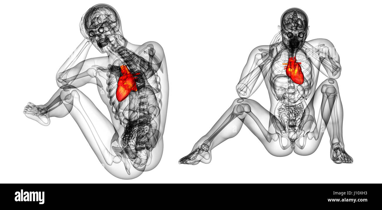3d rendering medical illustration of the human heart Stock Photo - Alamy