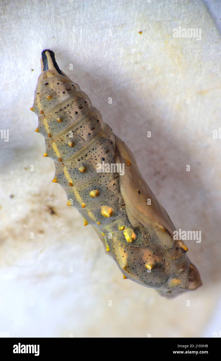 Focus stacked macro image of chrysalis, painted lady butterfly Stock Photo