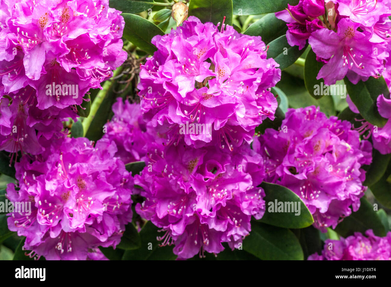 Rhododendron 'Florence Sarah Smith', purple flowering Stock Photo