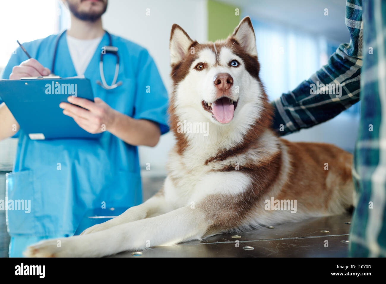 Husky dog lying on vet table with doctor and master near by Stock Photo -  Alamy