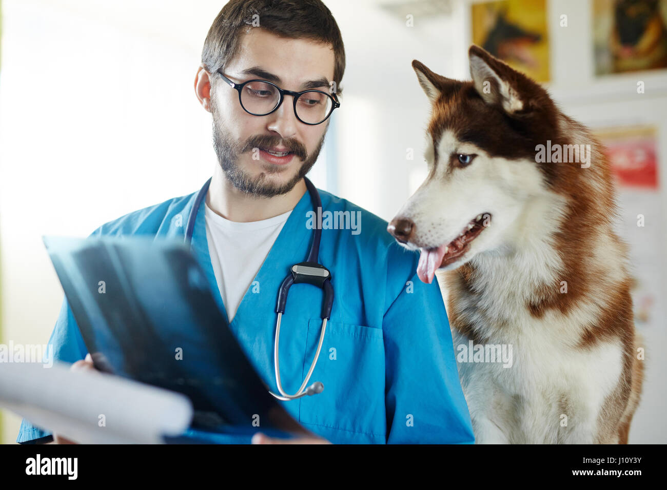 Vet radiologist showing his patient medical xray image Stock Photo Alamy