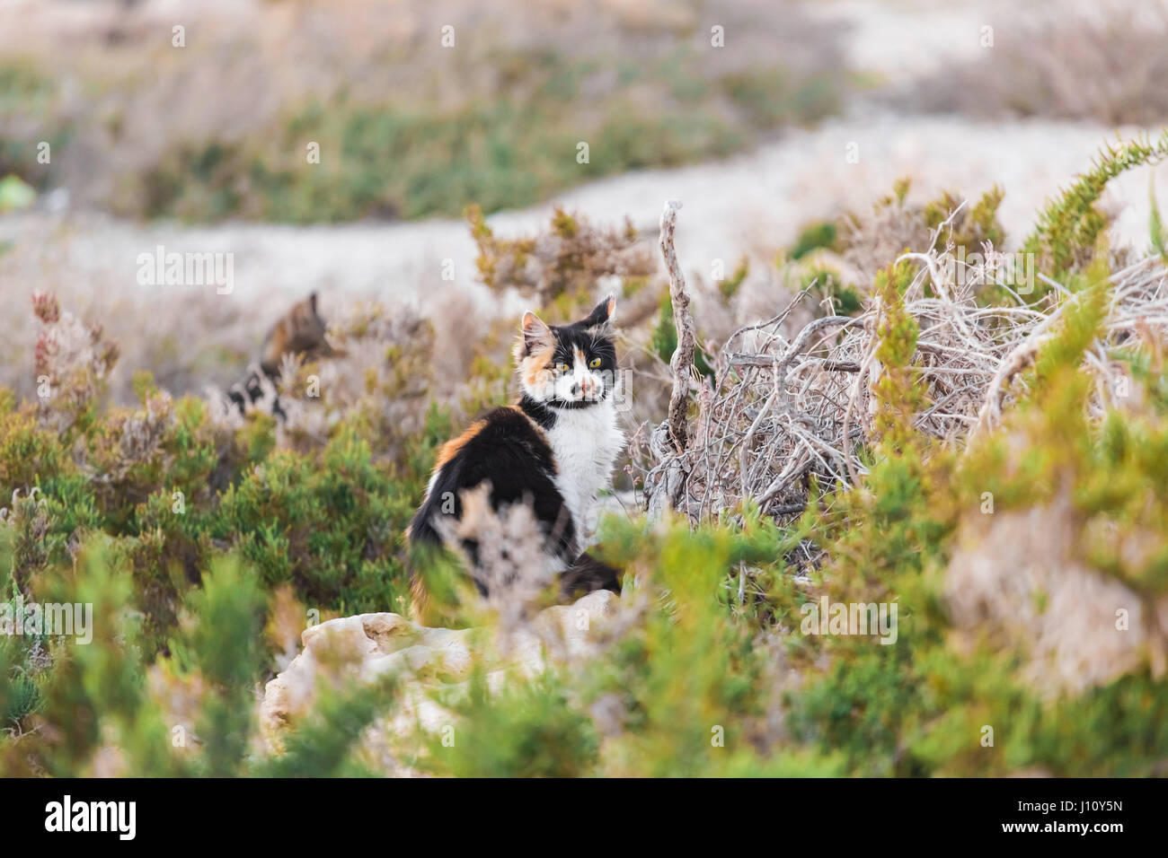 The cat looks out for prey. Hunting Stock Photo - Alamy