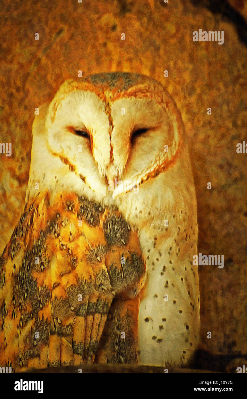 Head owl, bird, animals image, Stock Photo