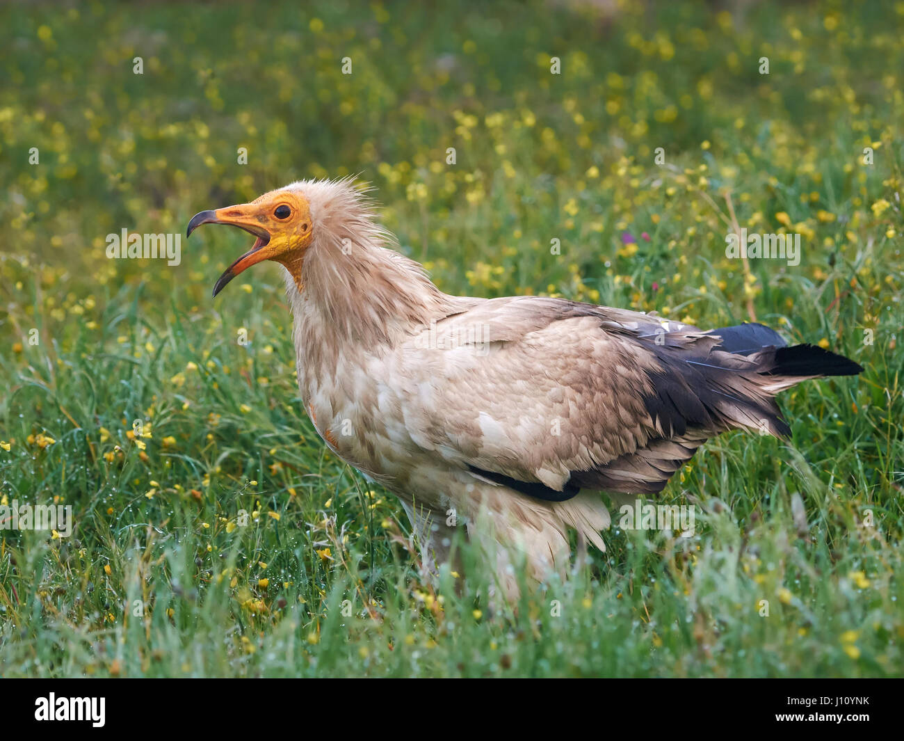 Egyptian vulture standing in grass in its habitat Stock Photo