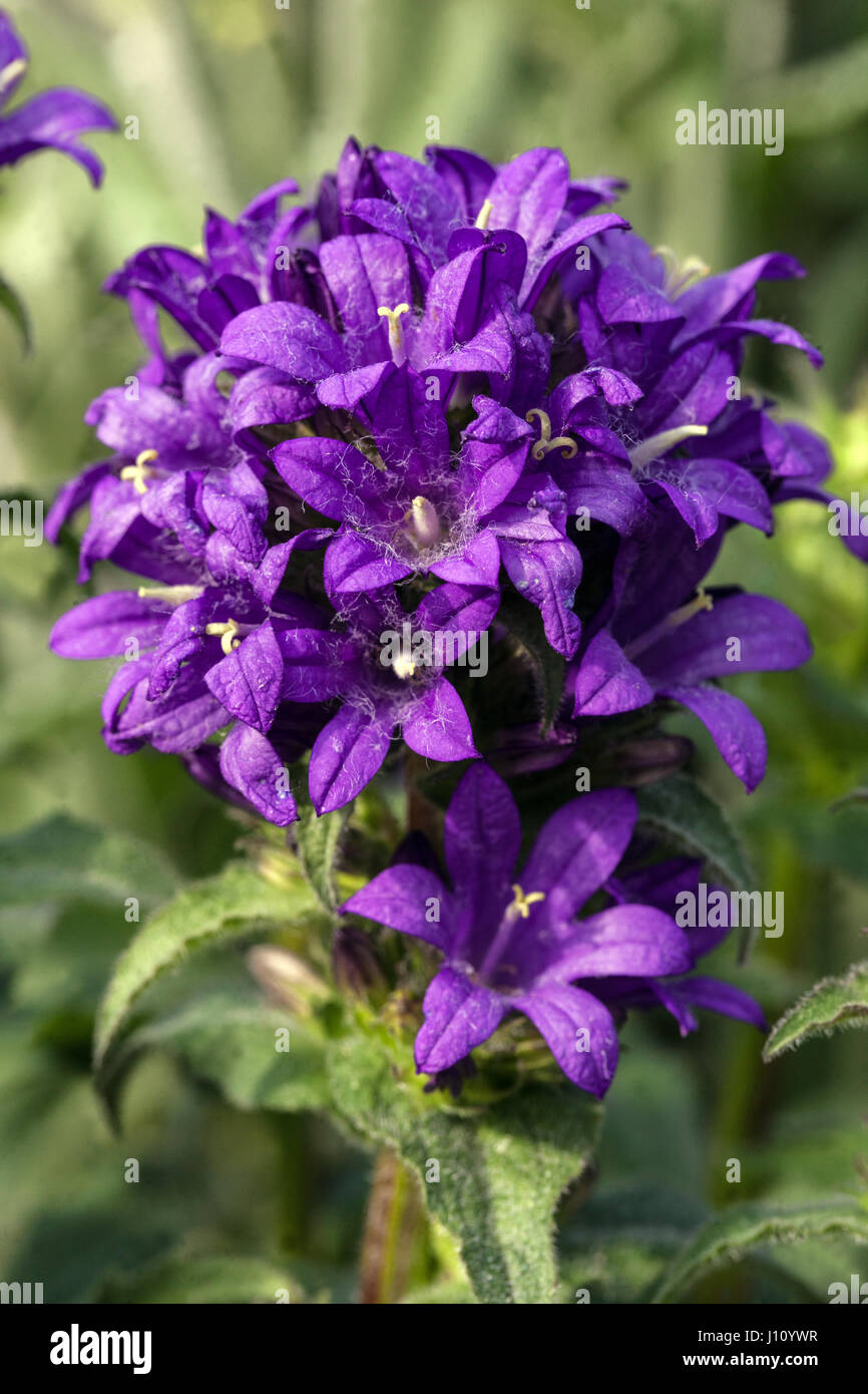 Clustered bellflower Campanula glomerata  'Superba', flowering Stock Photo