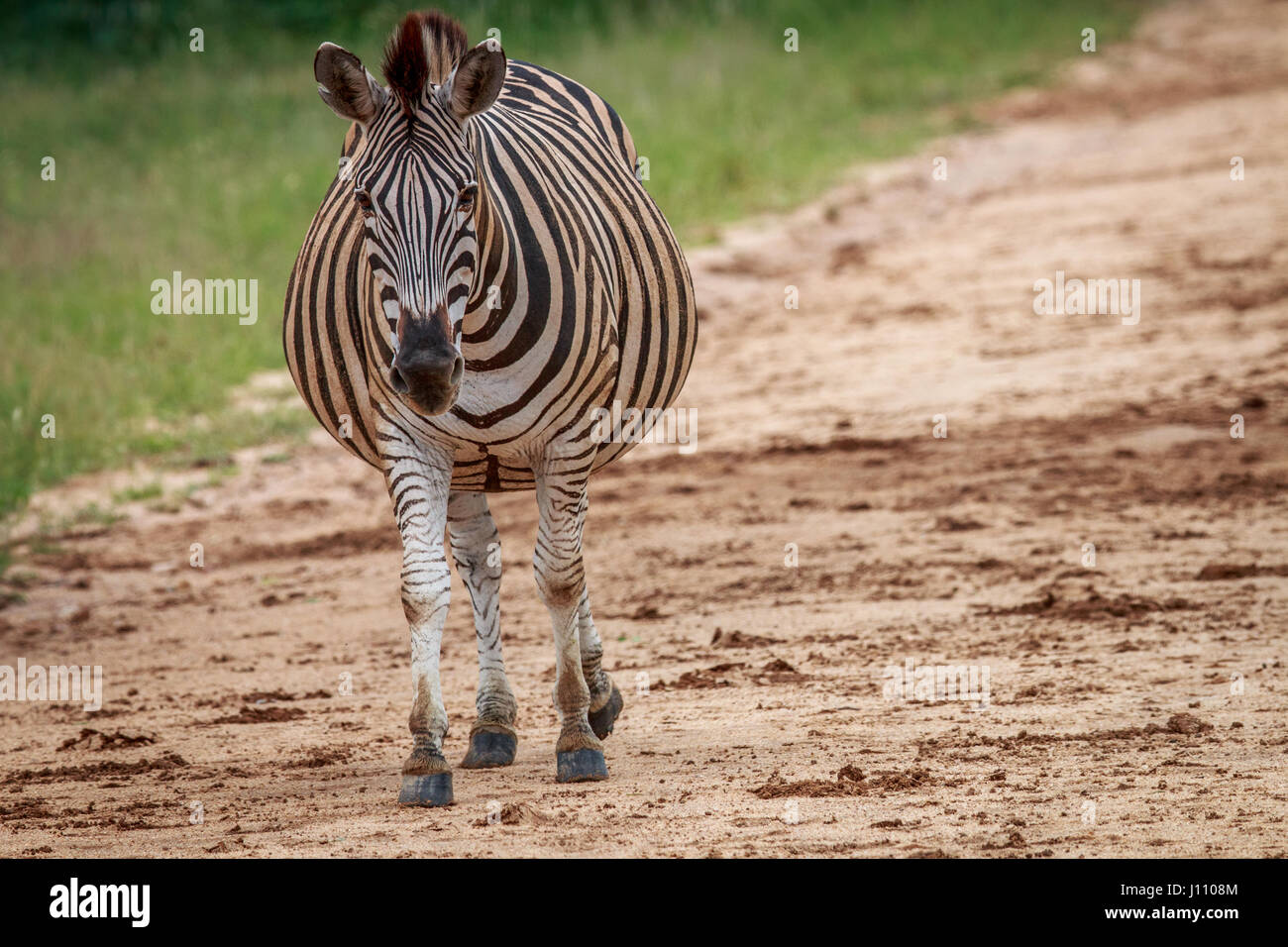 Pregnant zebra hires stock photography and images Alamy