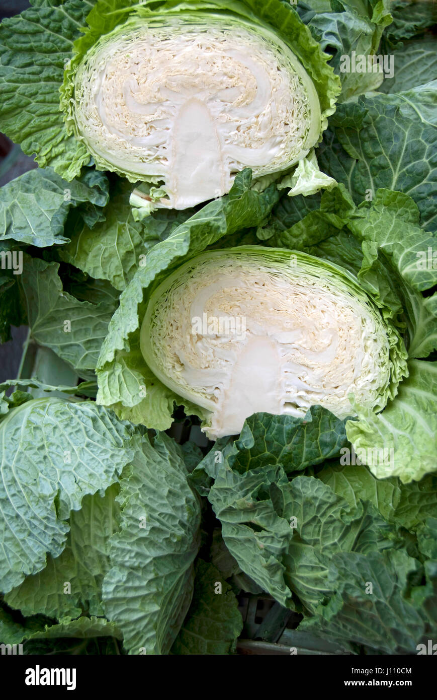 Head of Savoy cabbage, cut open Stock Photo - Alamy