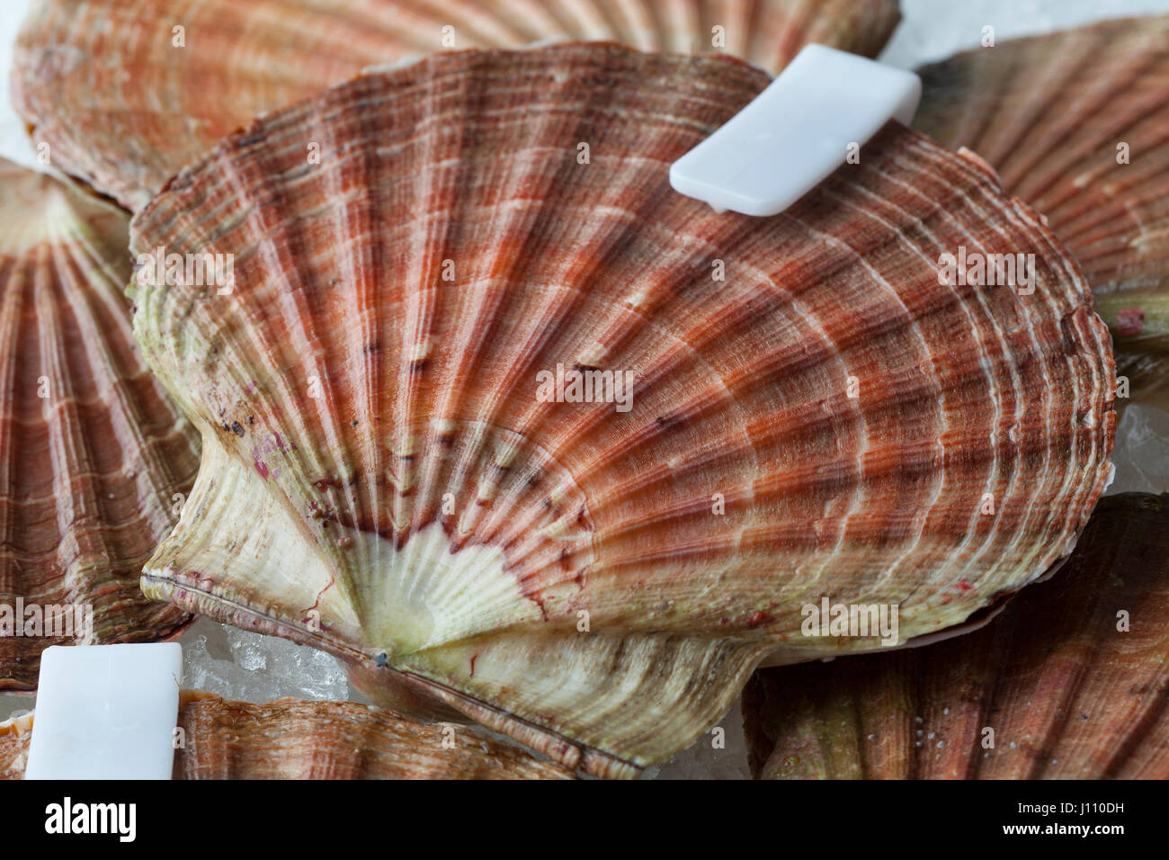Fresh raw scallops on ice in the shell with clips close up Stock Photo