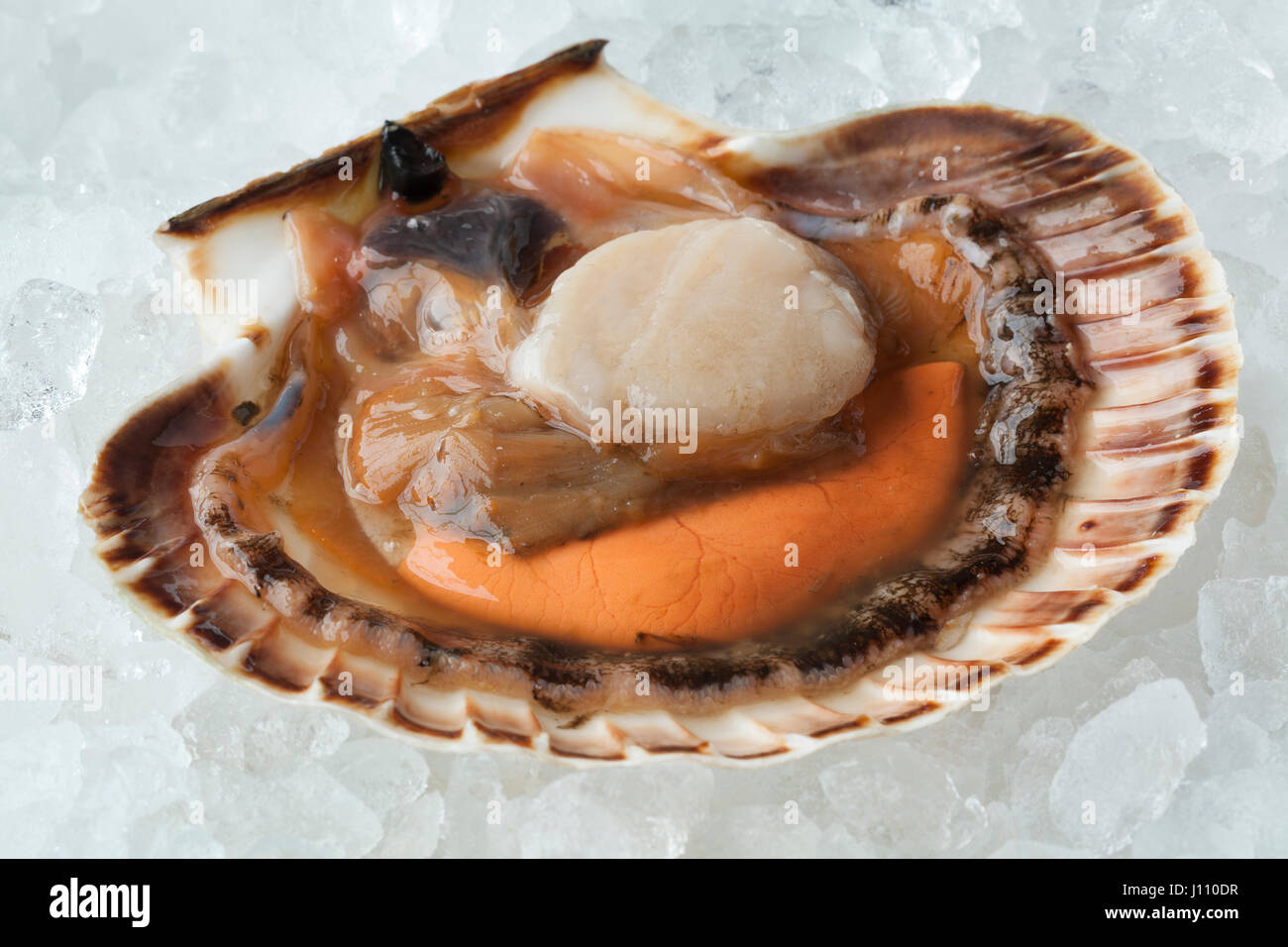 Clam shells hi-res stock photography and images - Alamy