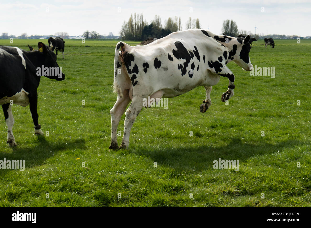 Happy jumping cow in the meadow in Holland Stock Photo