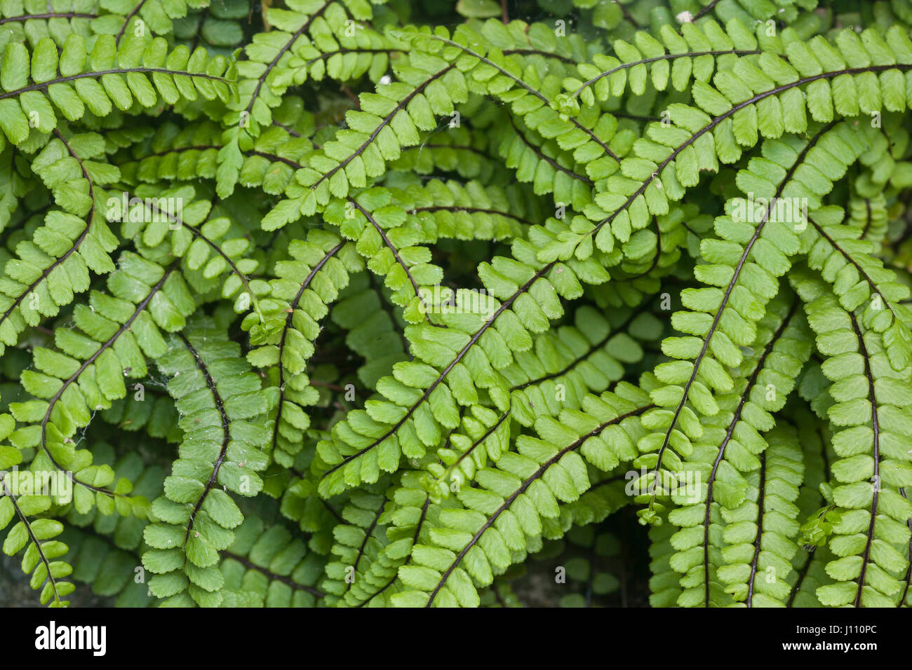 Maidenhair Spleenwort fern, Asplenium trichomanes, Mull, Scotland Stock