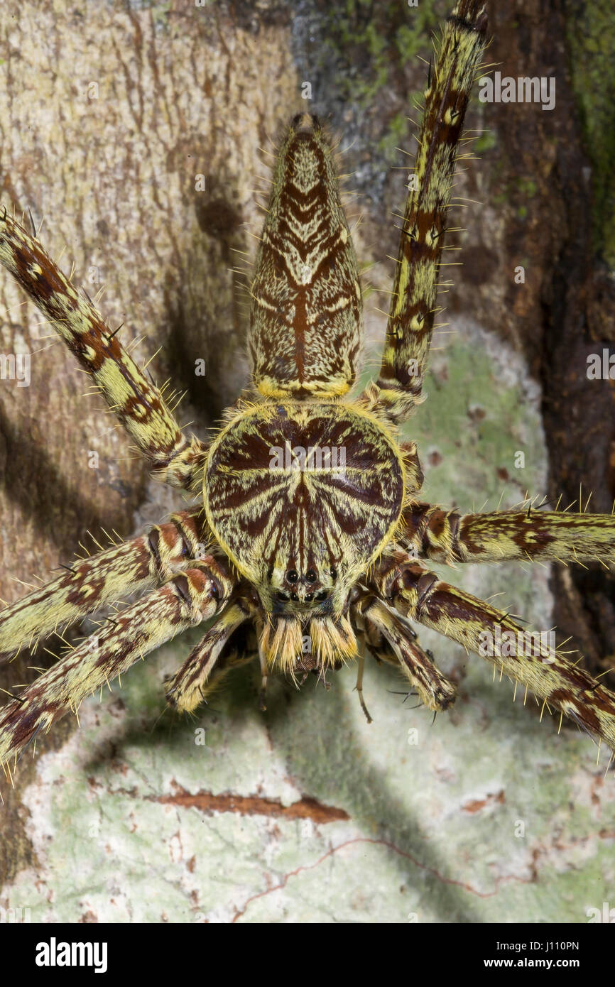 Huntsman Spider Heteropoda boiei, Danum Valley, Borneo Stock Photo