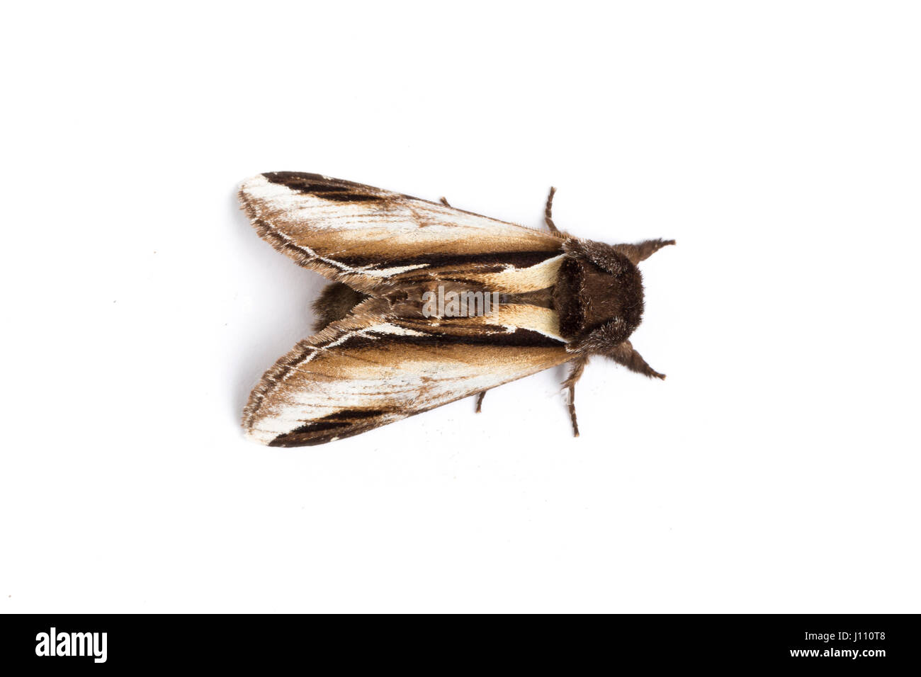 Lesser Swallow Prominent moth, Monmouthshire, April Stock Photo