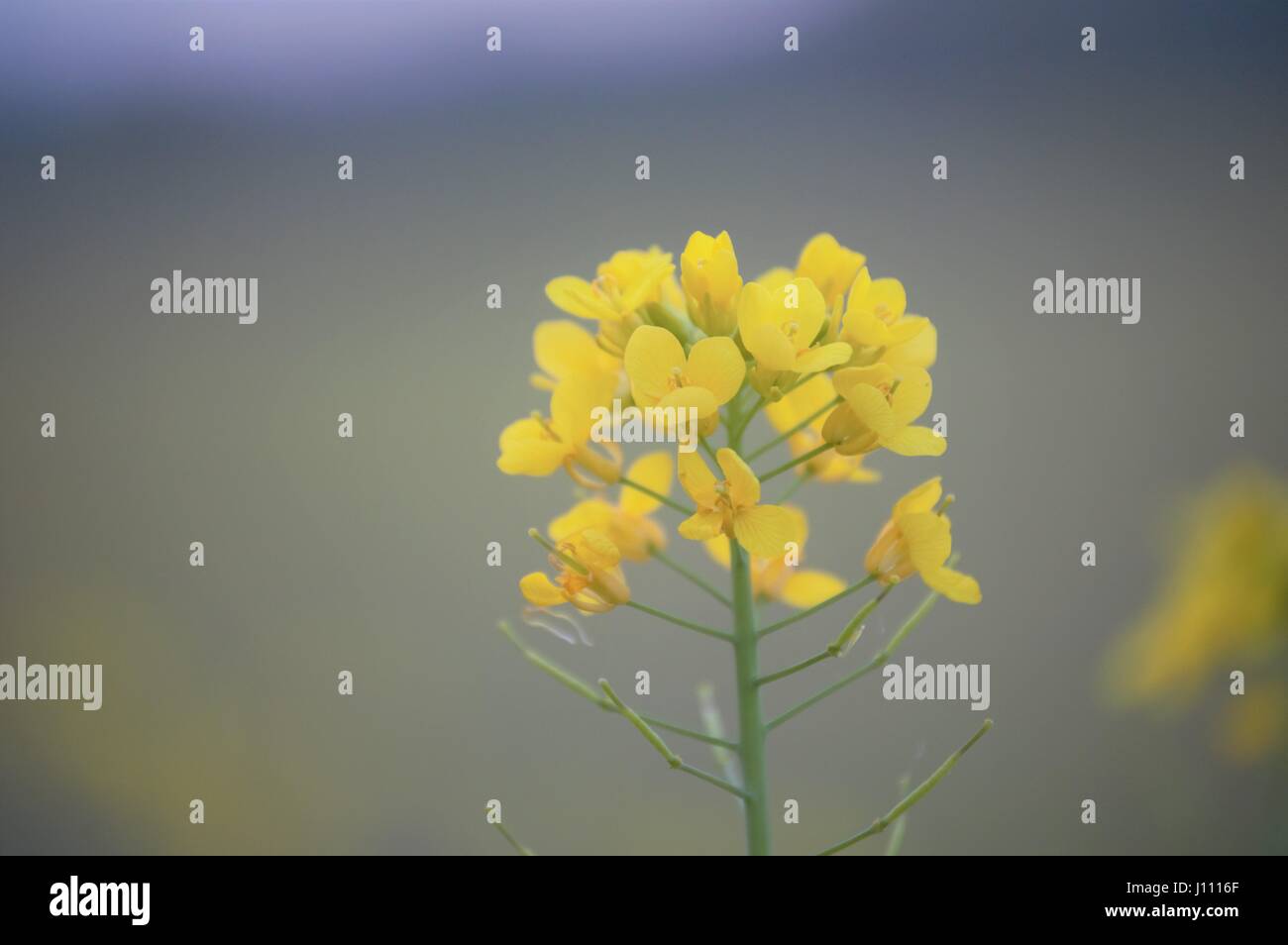 Wildflower in Kentucky Stock Photo