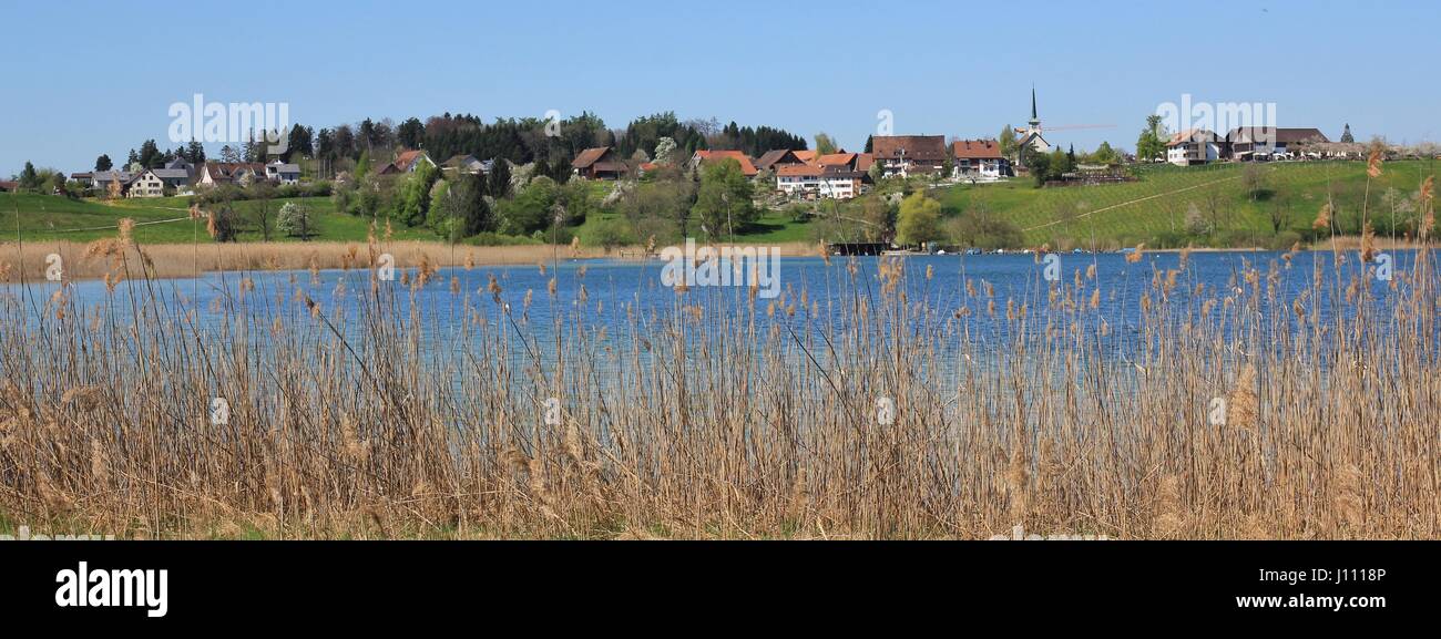Reed on the shore of lake Pfaffikon. Village Seegraben. Spring day in Zurich Canton. Stock Photo